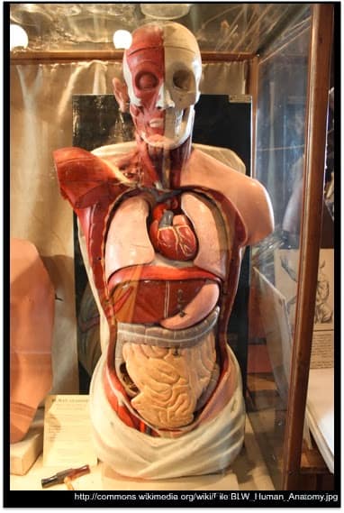 complexitatea corpului uman - Doctor Dinu