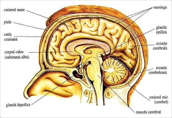 Creierul-uman-doctor-Dinu