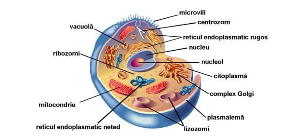 Celula umana - doctor Dinu